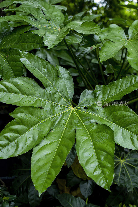 Fatsia japonica